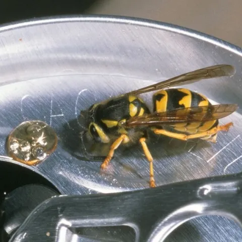 A small yellow and black-striped wasp on the top of a metal can of soda.