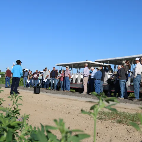 Field Day Tram