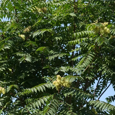 Tree of Heaven