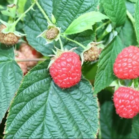 Photo of raspberries growing on a bush.