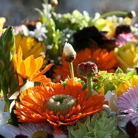 spring flowers
