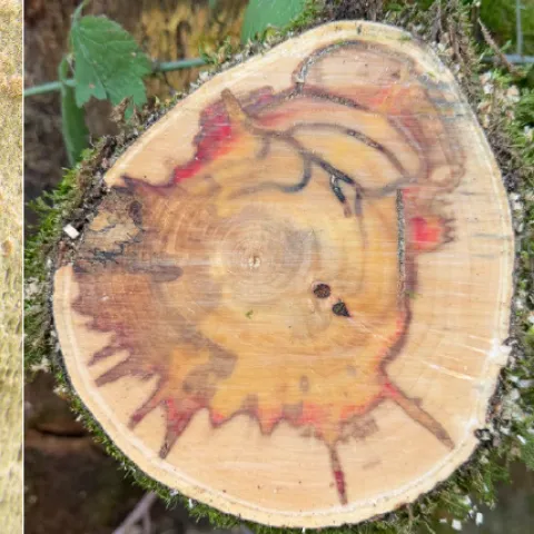 Images related to invasive shothole borers including entry hole, cross section of infested trunk and greater shothole borer beetle and polyphagous shothole borer beetle. 