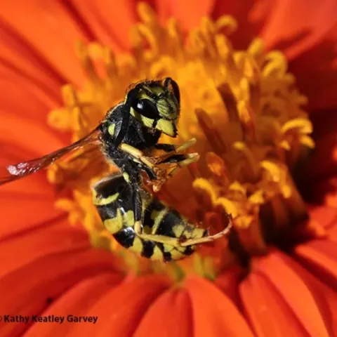 Yellowjacket