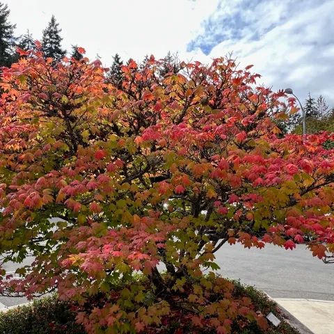 autumn foliage
