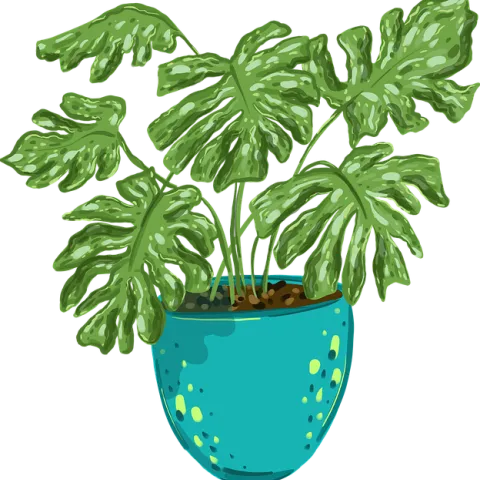 pixabay