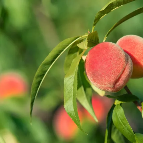 Orange peaches on a tree among green leaves