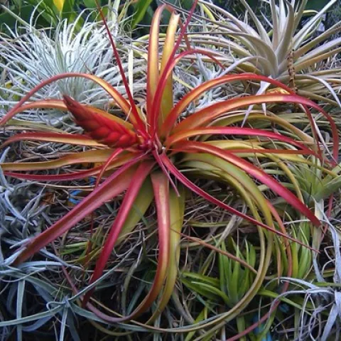 Tillandsias are easy to grow and come in a variety of colors and textures.
