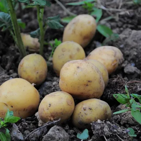 potatoes/ pixabay
