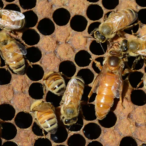 Queen bee and workers. (Photo by Kathy Keatley Garvey)