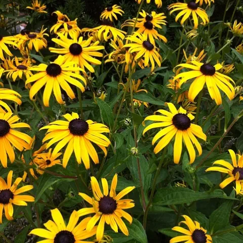 a group of black eyed susan
