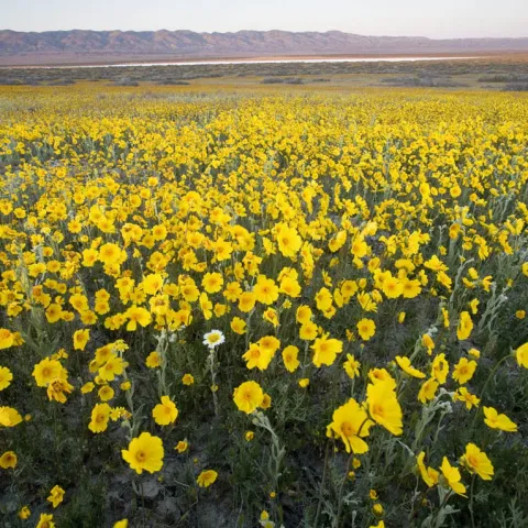 Yellow California native plants stretching to horizon