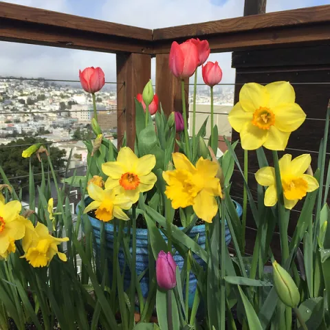 Daffodils
