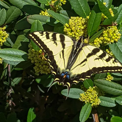 Butterfly