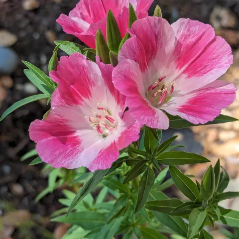 Clarkia_Amoena