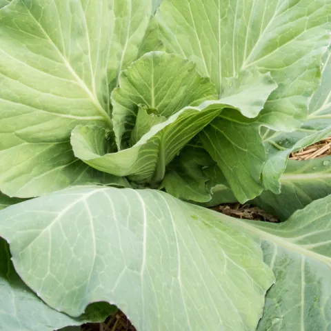 Cabbage
