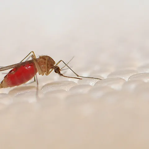 Culex quinquefasciatus (Photo by Kathy Keatley Garvey)