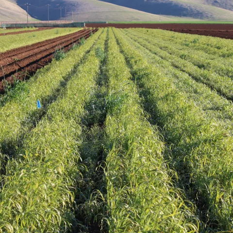 Sudangrass