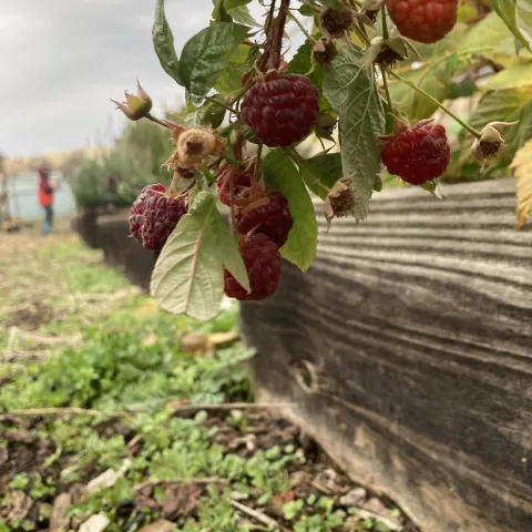 raspberry