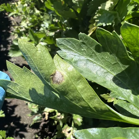 celery late blight closeup
