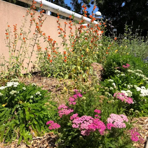 Wildflowers against a tan wall