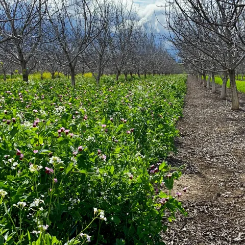 cover crop mix 2023