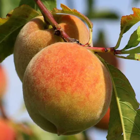 Your Backyard Orchard - Santa Margarita Water