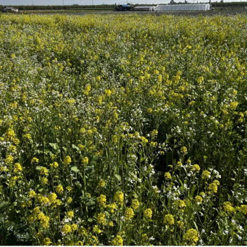 cover crops