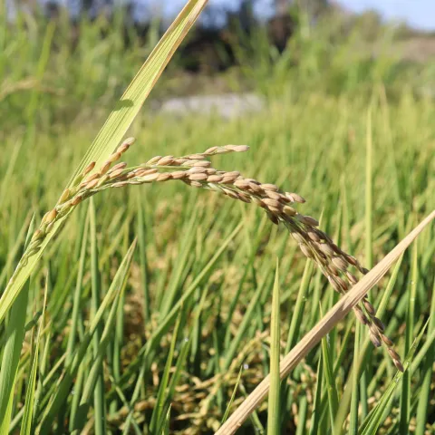 Weedy rice plant