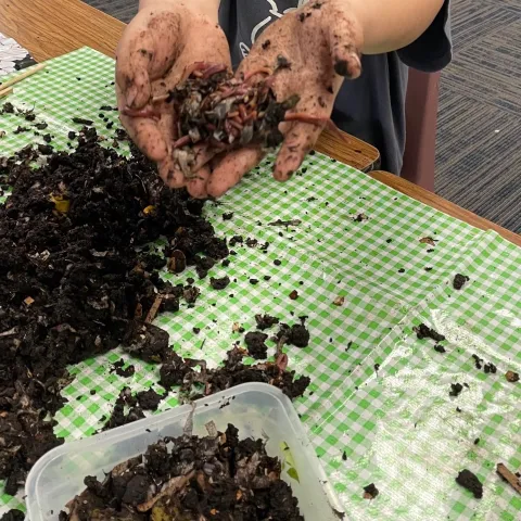 Worms in Classroom