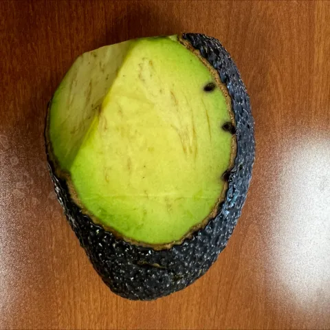 Fruit Borer Entry Holes