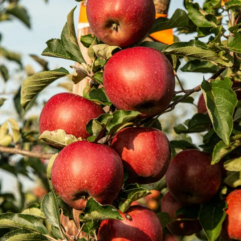 Apples on a tree
