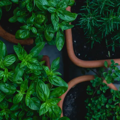 Fresh herbs in pots