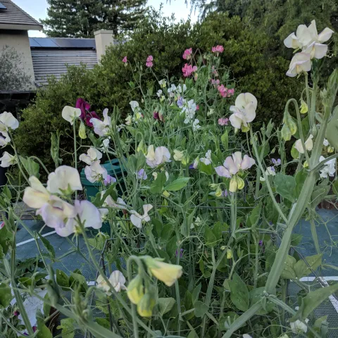 sweet peas growing in a yard