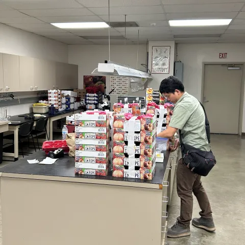 Man stacks boxes of plums on a table