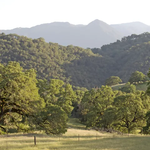 Oak trees dot the Hopland REC landscape with hills in background