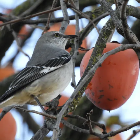 A mockingbird in the branches of Peg's persimmon tree.