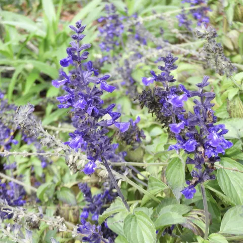 Salvia 'Anthony Parker" in bloom.