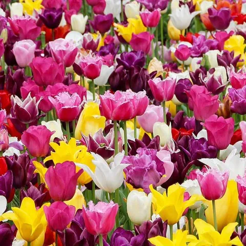 Fall-Planted Bulbs for Spring Bloom