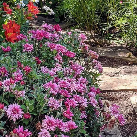 [PODCAST] Low Effort Flower Gardens