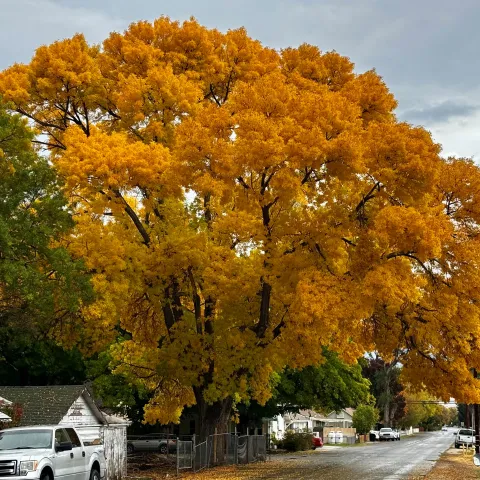 An ash tree over a street displaying fall color.