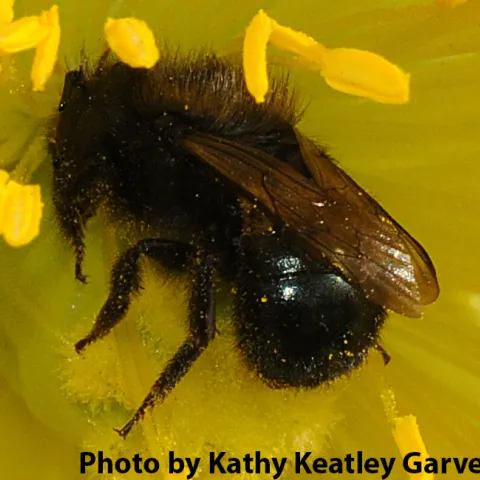 The blue orchard bee, also known as BOB.