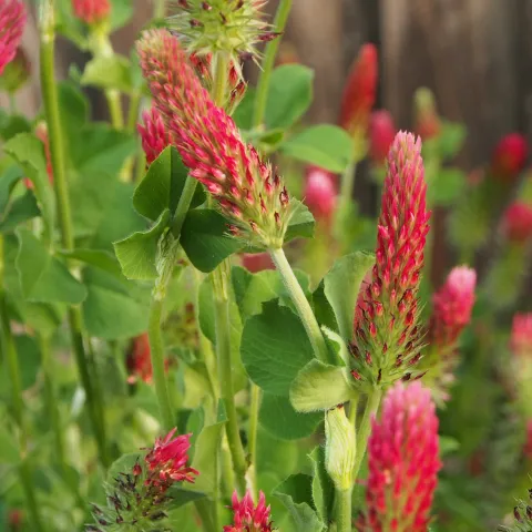 Crimson Clover