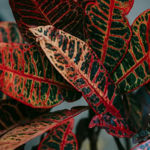 croton plant with firey red and green variegated leaves