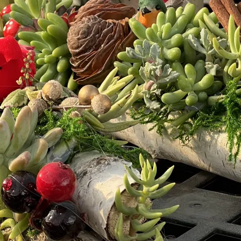 succulent yule log, Judy Hecht