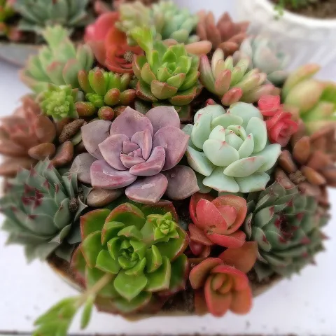 colorful succulents on top of a pumpkin