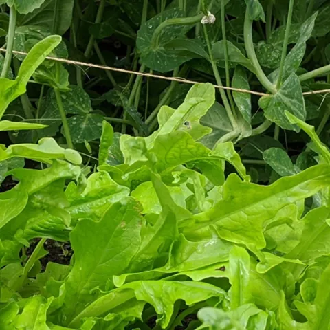 Expert tips for year round home food gardening in Sonoma County