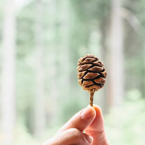 Hand holding a tiny pinecone