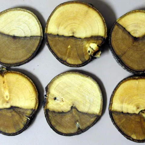Six circular cross-sections of a tree branch showing dark staining from a Bot canker infection.