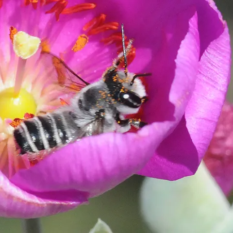 Male leafcutter bee on rock purslane. (Photo by Kathy Keatley Garvey)