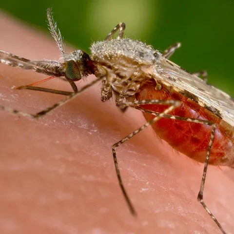 Malaria mosquito, courtesy of Wikipedia